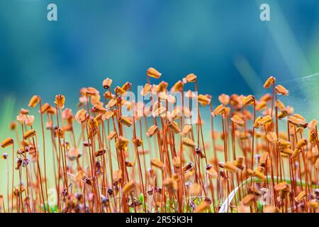 View at Haircap moss on a bog Stock Photo