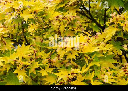 Japanese Maple, Acer Palmatum, Fruits Stock Photo