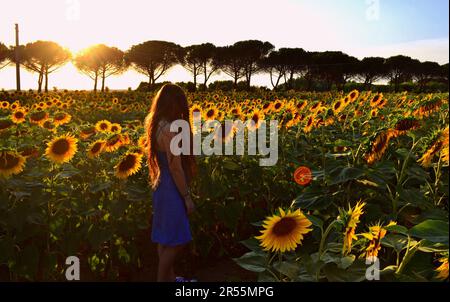 Ragazza in campo di girasoli al tramonto a Livorno, Toscana, Italia / Girl in a sunflower field at sunset in Livorno, Tuscany, Italy Stock Photo
