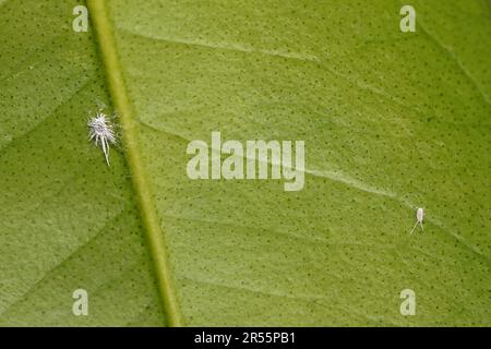Mealy bugs on a calamandin leaf. Long-tailed mealybug (Pseudococcus longispinus). Female adult and nymph. Stock Photo