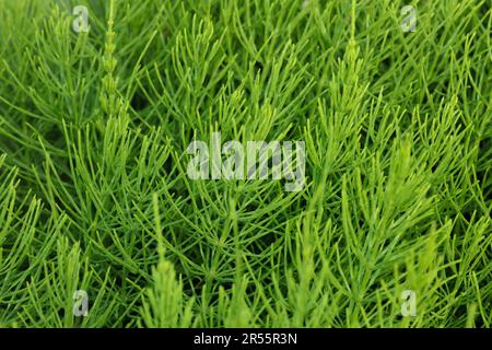 Field horsetail, also known as Equisetum arvense. Top view Stock Photo