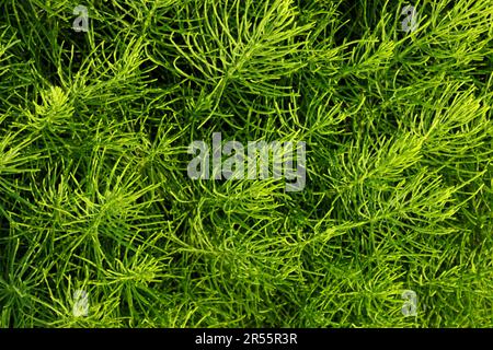 Equisetum arvense, commonly known as field horsetail. Texture. Stock Photo