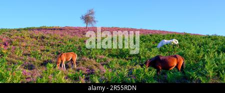 Linwood, UK - August, 6 2022:  Sunrise over the heather of Rockford Common in the New Forest National Park, UK Stock Photo