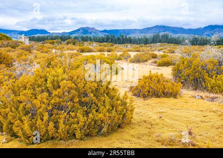 Low evergreen shrub Bog Pines (Halocarpus bidwillii), endemic to New Zealand and moss carpet at the Wilderness Scientific Reserve, South Island of New Stock Photo
