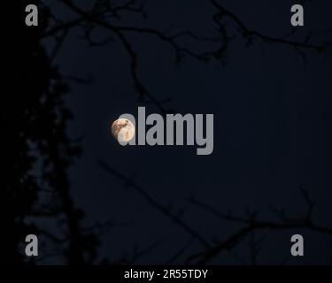 A bright moon, framed by a silhouette of a tree with ivy on it, Worthing UK Stock Photo