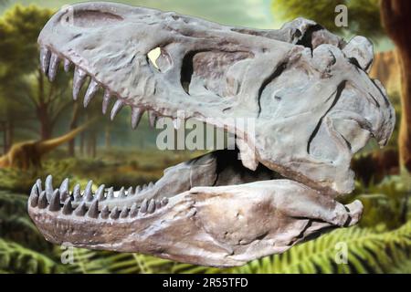 Tyrannosaurus rex (T. rex) is a species of theropod dinosaur that lived in the Upper Cretaceous (Maastrichtian) Stock Photo