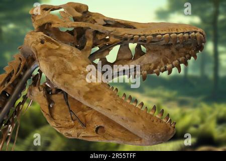 Tyrannosaurus rex (T. rex) is a species of theropod dinosaur that lived in the Upper Cretaceous (Maastrichtian) Stock Photo