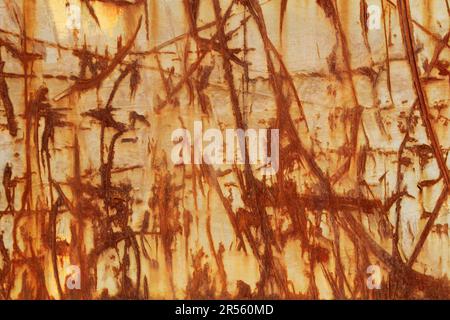 A red brown abstraction of scratched rusty lines and textures on an old weathered metal industrial surface. Random impact marks on a steel wall. Looks Stock Photo