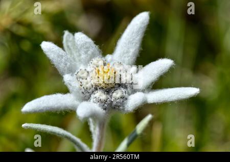 Macro of edelweiss flower (Leontopodium alpinum) in the French Alps at La Plagne, Savoie department. Stock Photo