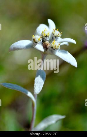 Closeup of single edelweiss flower (Leontopodium alpinum) in french Alps at La Plagne, Savoie department. Stock Photo