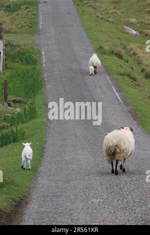 Sheep walking on road in the Hebrides Stock Photo