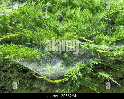 Spider nest on a bush. Stock Photo