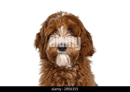Head shot cute red with white spots Labradoodle dog facing front. Looking straight to camera. isolated on a white background. Stock Photo