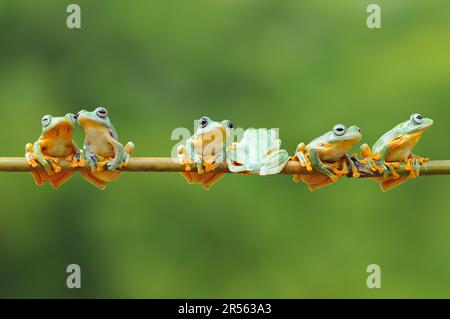 Six javan tree frogs sitting on a branch, Indonesia Stock Photo - Alamy
