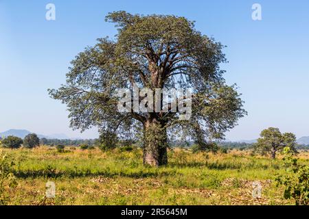 Baobab is one of the best known trees in Africa and is also known as ...