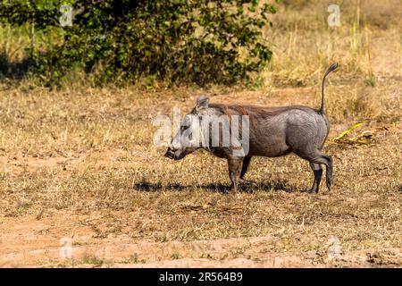 A warthog walks through tall grass in Liwonde National Park, Malawi. Its distinctive looks made the warthog character Pumbaa famous in Disney's "The Lion King" and "The Jungle Book" – many visitors excitedly call out his name at the sight of one. Stock Photo