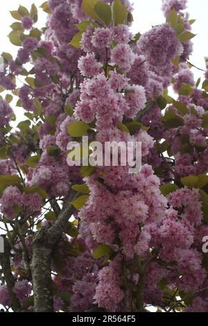 Pink cherry blossom Stock Photo