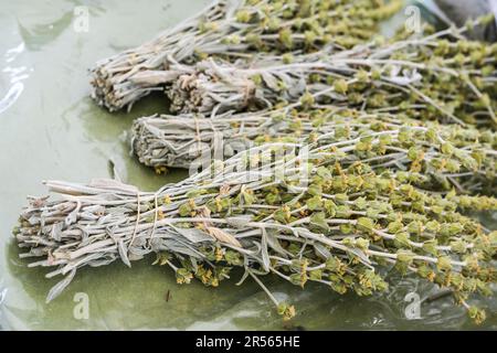 Bunches of dried ironwort or Greek mountain tea (Sideritis Scardica) used as aromatic hot drink or in herbal medicine for colds and digestive problems Stock Photo