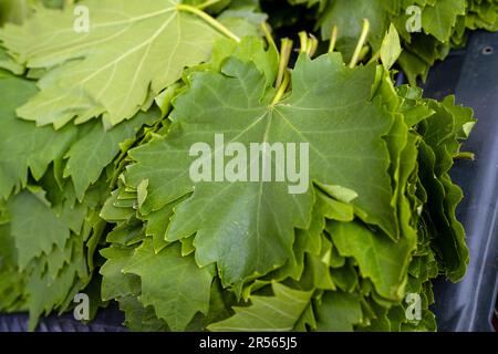 Fresh green vine leaves for sale on a market in Makedonia, Greece, used for stuffed dolmades a traditional vegetarian dish, copy space, selected focus Stock Photo
