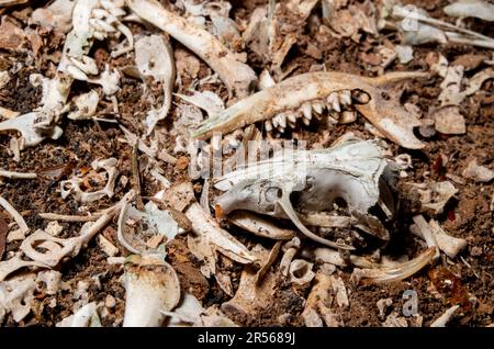 Bone Yard, Owl Pellets. Stock Photo