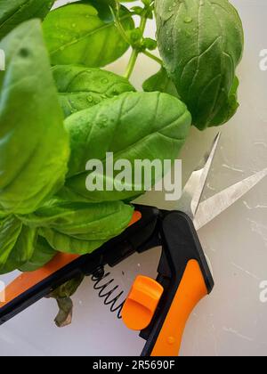 Scissors and Fresh Basil on Cutting Board Stock Photo
