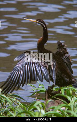 Australasian Darter, Anhinga novaehollandiae, Male. Stock Photo