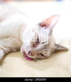 Cat unconscious on the table during anesthesia for cat Sterilization at the pet clinic. Veterinary concept. Stock Photo