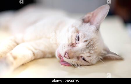 Cat unconscious on the table during anesthesia for cat Sterilization at the pet clinic. Veterinary concept. Stock Photo