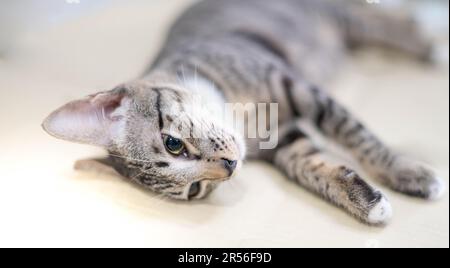 Cat unconscious on the table during anesthesia for cat Sterilization at the pet clinic. Veterinary concept. Stock Photo