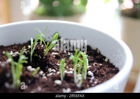 Sprouted spinach growing in a pot. A week after planting, young seedlings are growing for new life. environment concept Stock Photo