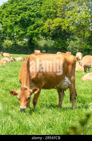 Jersey cow in field, Trinity Parish, Jersey, Channel Islands Stock Photo