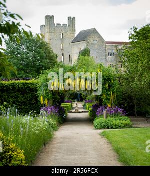 A formal garden with hanging yellow laburnum flowers forming a tunnel with purple Allium flowers Stock Photo