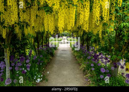A formal garden with hanging yellow laburnum flowers forming a tunnel with purple Allium flowers at Helmsley Walled Gardens in Yorkshire, UK Stock Photo