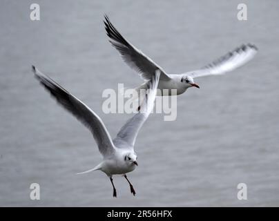 Two flying black-headed gulls in winter coat. Stock Photo