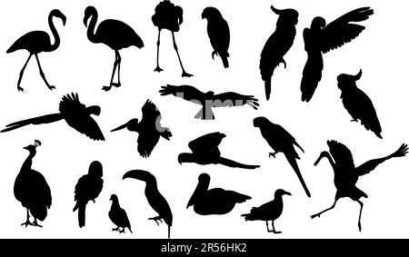 Silhouettes of birds. Collection tropical and marine diverse feathered species. Vector illustration. Hand drawings isolated on white background for de Stock Vector