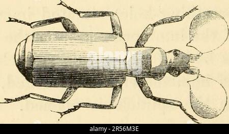 'Phosphorescence; or, The emission of light by minerals, plants, and animals' (1862) Stock Photo