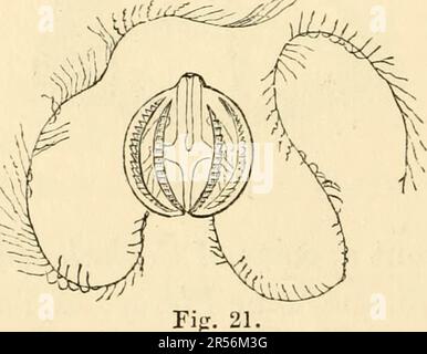 'Phosphorescence; or, The emission of light by minerals, plants, and animals' (1862) Stock Photo