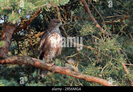 Common buzzard sitting in Pine tree Stock Photo