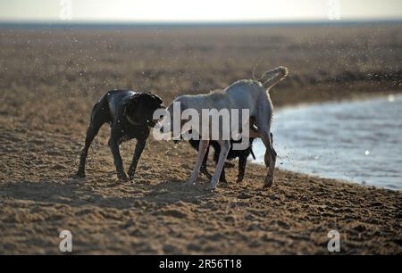 Three labrador retriever dogs playing together at the beach on a sunny day Stock Photo