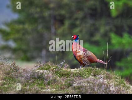 Pheasant Stock Photo