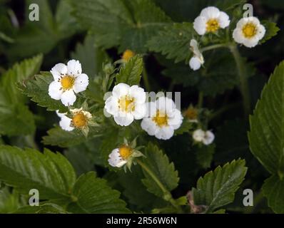 Blossoming of strawberry. Wild stawberry bushes. Strawberries in growth at garden. Stock Photo