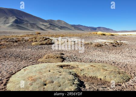 Argentina. Salta region. Tolar Grande Ojos del Mar Stock Photo