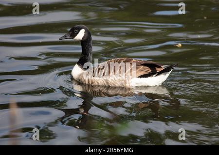 Canada Goose on Ewell Court Pond Stock Photo