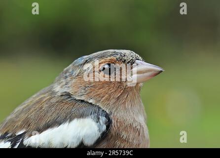 Common Chaffinch (Fringilla coelebs) close up of male head  Eccles-on-Sea, Norfolk, UK       September Stock Photo