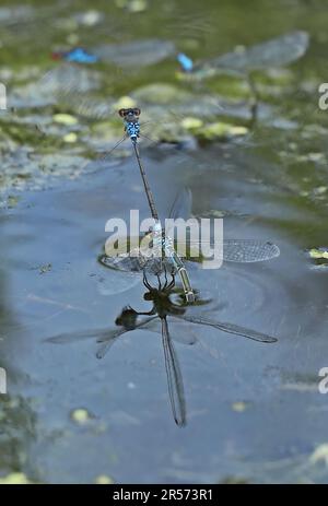 Small Red-eyed Damselfly (Erythromma viridulum)  pair mating and ovipositing in pond  Eccles-on-Sea, Norfolk, UK                    August Stock Photo
