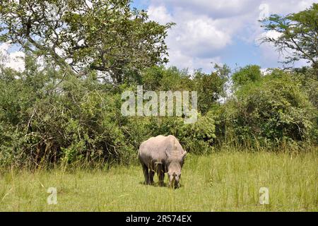 Ziwa Rhyno Sanctuary. Uganda Stock Photo