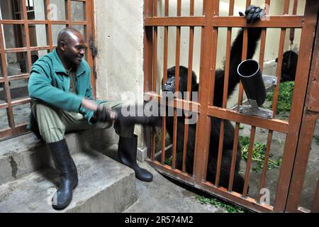 Congo. Gorilla Stock Photo