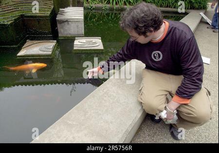 koi043 pc.jpg Ryan Gallagher reached in to touch one of the koi