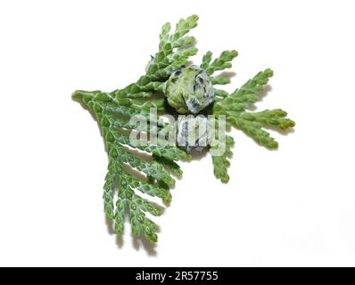 Chamaecyparis lawsoniana branch with blue cones Stock Photo