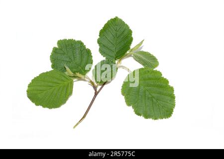 Branch from grey alder tree Alnus incana isolated on white background Stock Photo